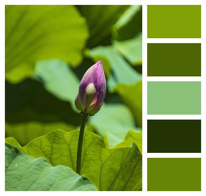 Water Lily Flower Bud Lotus Image